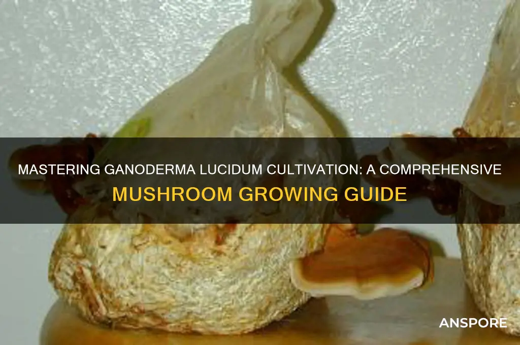 how to grow ganoderma lucidum mushrooms