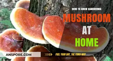Mastering Ganoderma Cultivation: A Step-by-Step Home Growing Guide