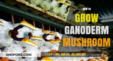 Mastering Ganoderma Cultivation: A Step-by-Step Guide to Growing Reishi Mushrooms