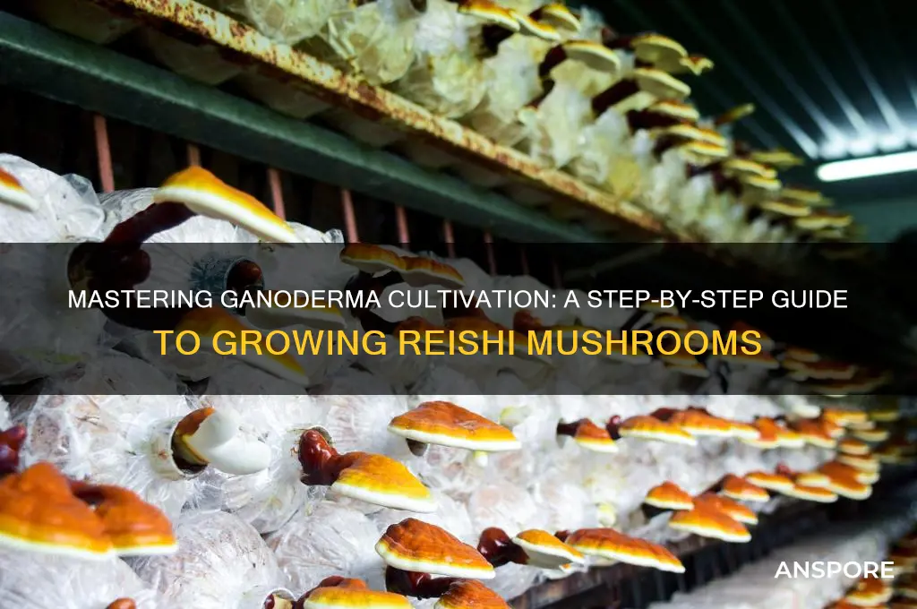 how to grow ganoderma mushroom