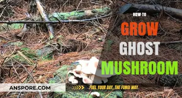 Cultivating Ghost Mushrooms: A Beginner's Guide to Growing Bioluminescent Fungi