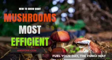 Mastering Efficient Giant Mushroom Cultivation: Proven Techniques for Maximum Yield