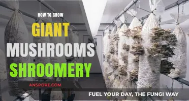 Mastering the Art of Growing Giant Mushrooms: Shroomery Secrets Revealed