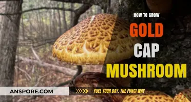 Cultivating Golden Cap Mushrooms: A Step-by-Step Growing Guide