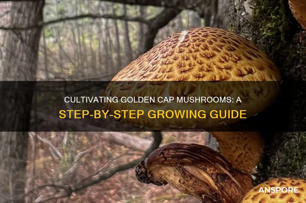 how to grow gold cap mushrooms