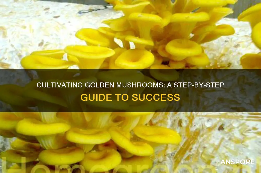 how to grow golden mushrooms