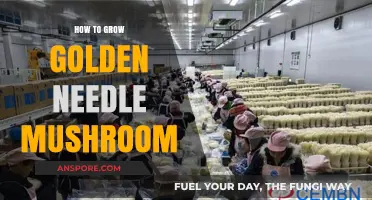 Mastering Golden Needle Mushroom Cultivation: A Step-by-Step Growing Guide