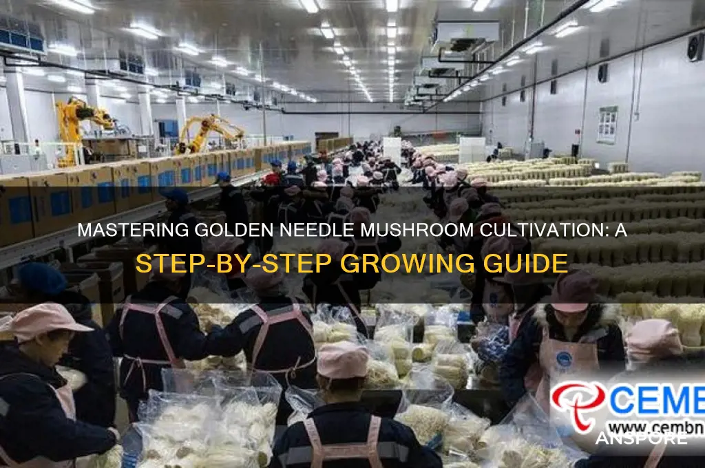 how to grow golden needle mushroom