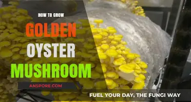 Mastering Golden Oyster Mushroom Cultivation: Simple Steps for Abundant Harvests