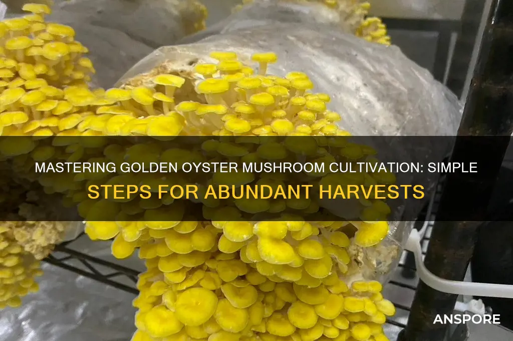 how to grow golden oyster mushroom