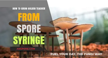 Mastering Golden Teacher Cultivation: A Step-by-Step Spore Syringe Guide
