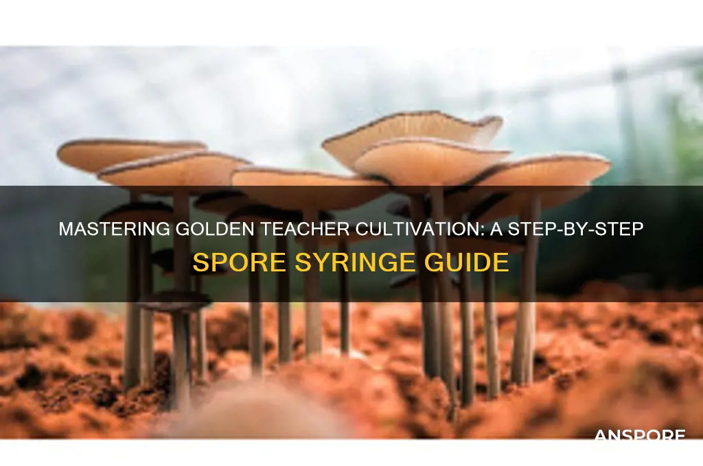 how to grow golden teacher from spore syringe