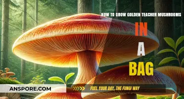 Mastering Golden Teacher Mushroom Cultivation in a Simple Grow Bag