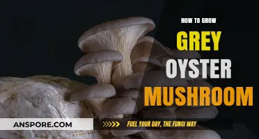 Mastering Grey Oyster Mushroom Cultivation: A Step-by-Step Growing Guide