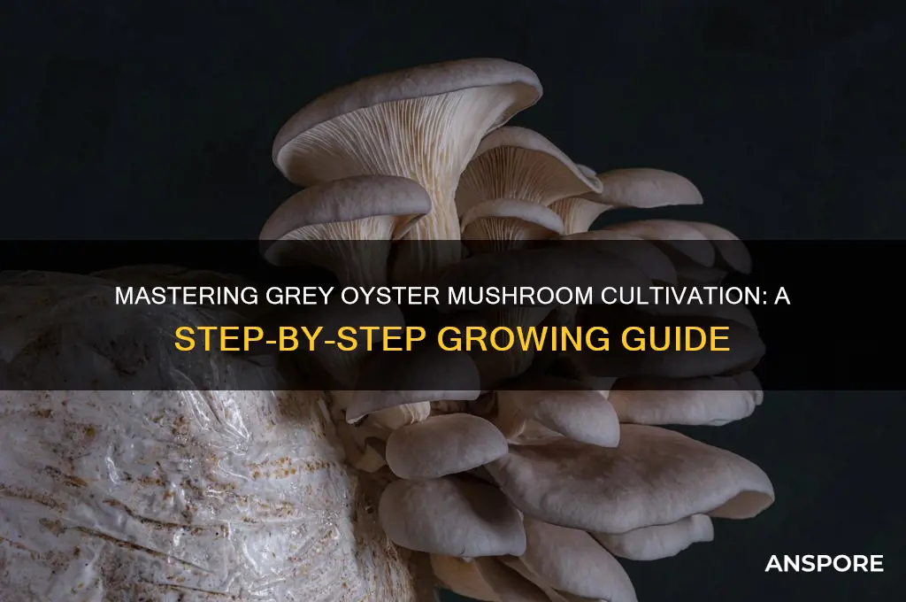 how to grow grey oyster mushrooms