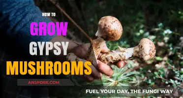 Mastering Gypsy Mushroom Cultivation: A Step-by-Step Growing Guide