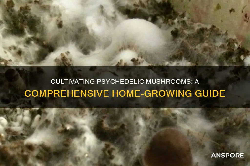 how to grow hallucinogenic mushrooms at home