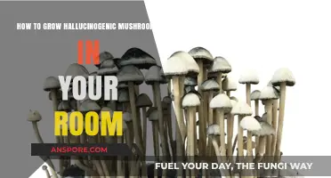 Cultivating Psychedelic Mushrooms: A Beginner's Guide to Indoor Growing