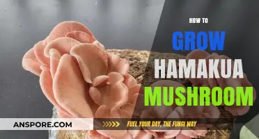 Mastering Hamakua Mushroom Cultivation: A Step-by-Step Growing Guide