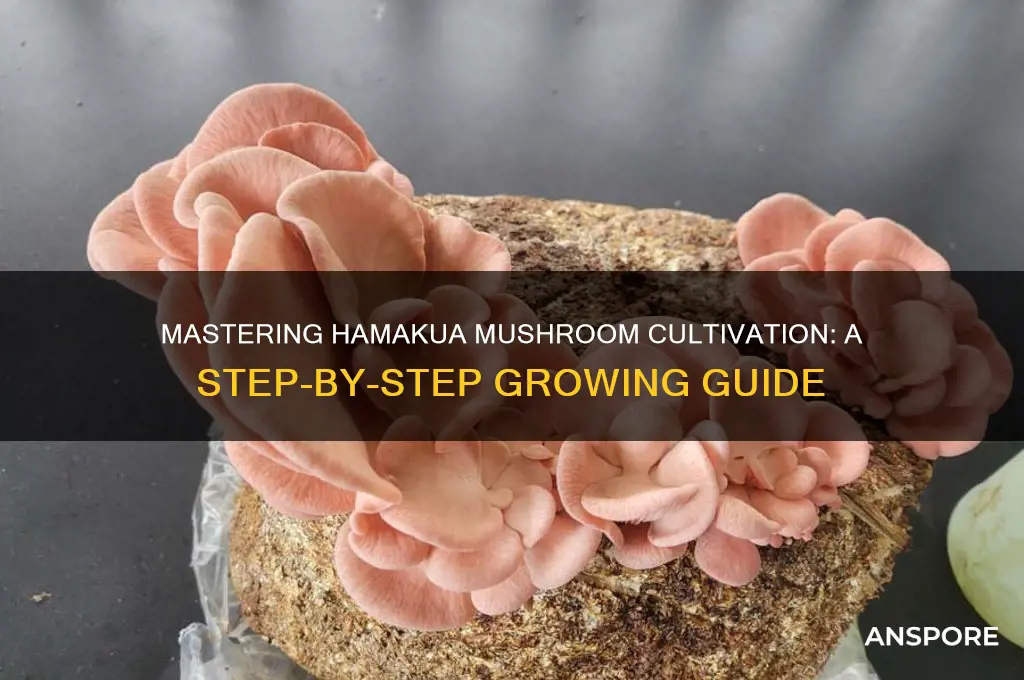 how to grow hamakua mushrooms