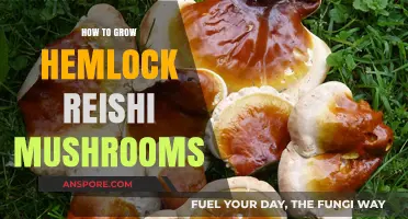 Cultivating Hemlock Reishi Mushrooms: A Step-by-Step Growing Guide