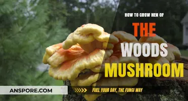 Mastering Hen of the Woods Mushroom Cultivation: A Step-by-Step Guide