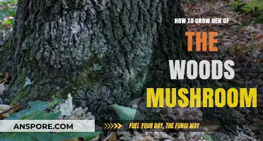 Mastering Hen of the Woods: A Step-by-Step Mushroom Growing Guide