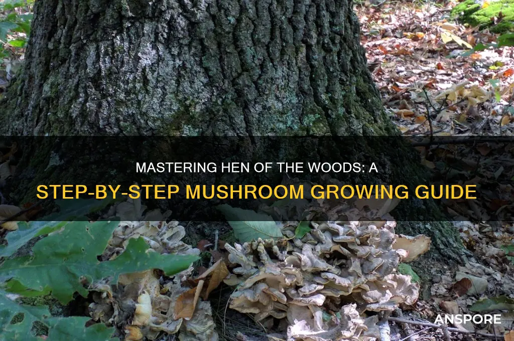 how to grow hen of the woods mushrooms