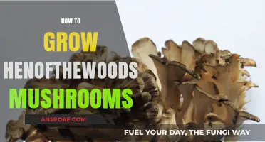Mastering Hen of the Woods Cultivation: A Step-by-Step Mushroom Growing Guide