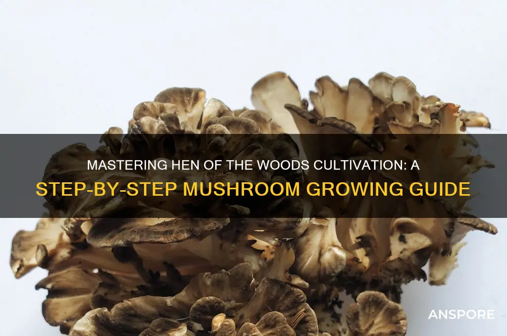 how to grow henofthewoods mushrooms