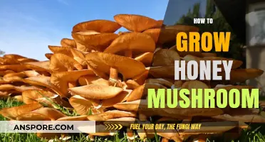 Mastering Honey Mushroom Cultivation: Simple Steps for Abundant Harvests