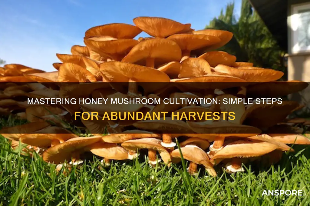 how to grow honey mushrooms