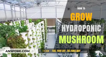 Master Hydroponic Mushroom Cultivation: Simple Steps for Bountiful Harvests
