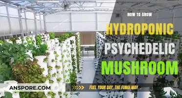 Cultivating Psychedelic Mushrooms Hydroponically: A Comprehensive Guide to Success