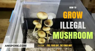 Cultivating Psilocybin Mushrooms: A Comprehensive Guide to Growing Techniques