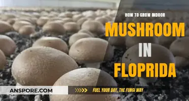 Florida's Guide to Growing Indoor Mushrooms: Tips and Tricks