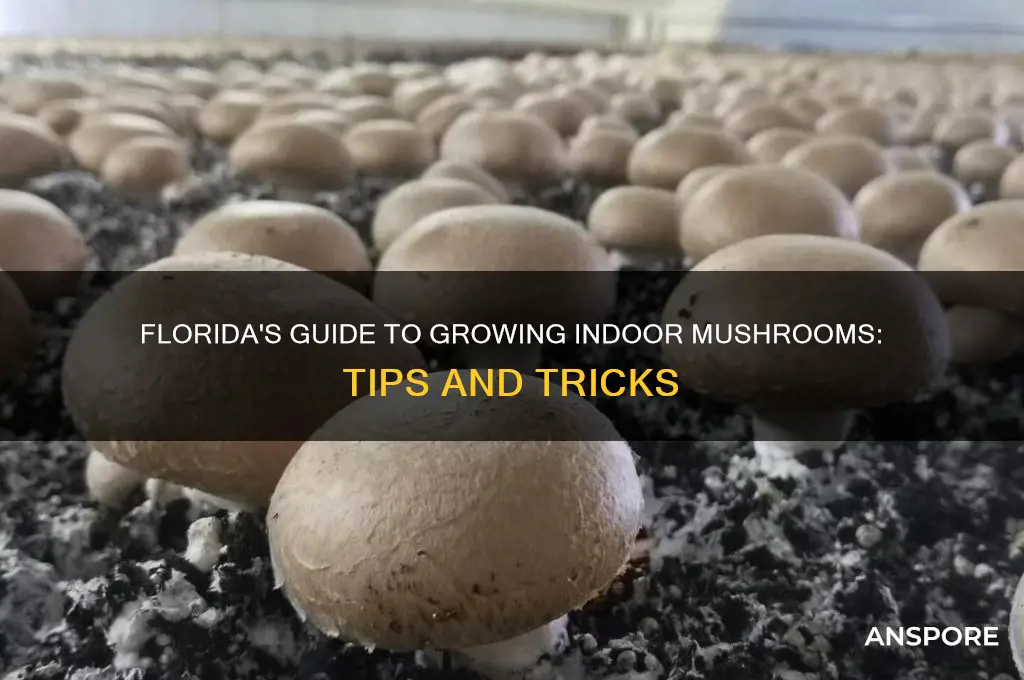 how to grow indoor mushrooms in floprida