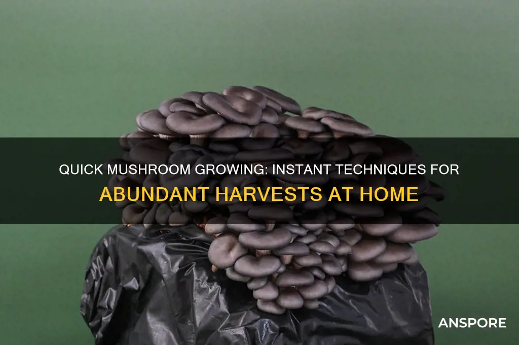 how to grow instant mushrooms