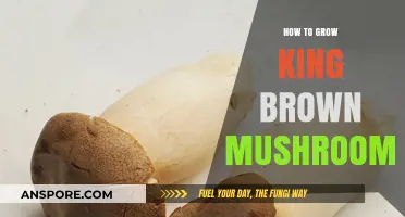 Mastering King Brown Mushroom Cultivation: A Comprehensive Growing Guide