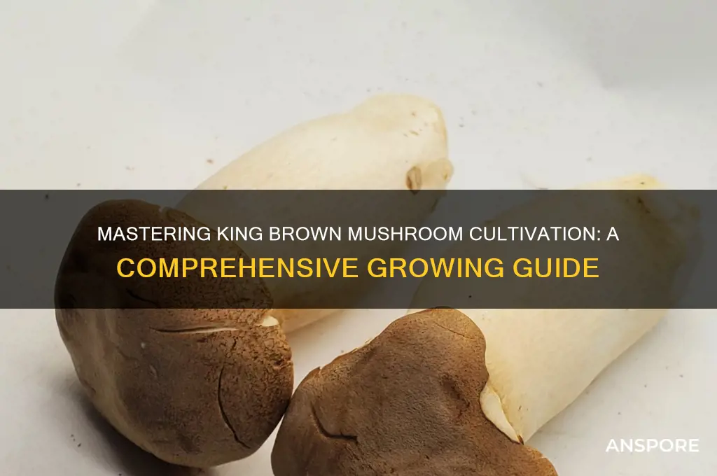 how to grow king brown mushrooms