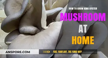 Mastering King Oyster Mushroom Cultivation: A Beginner's Home-Growing Guide