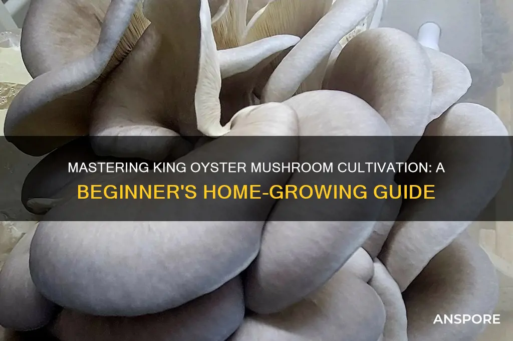 how to grow king oyster mushrooms at home