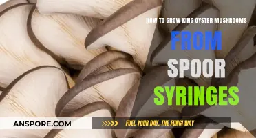 Mastering King Oyster Mushroom Cultivation with Spores Syringes
