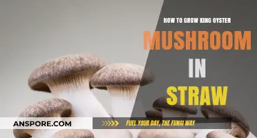 Mastering King Oyster Mushroom Cultivation in Straw: A Step-by-Step Guide