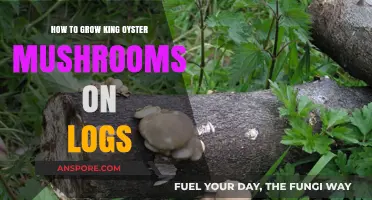 Mastering Log Cultivation: Growing King Oyster Mushrooms at Home