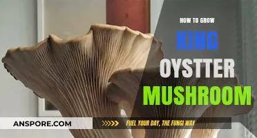 Mastering King Oyster Mushroom Cultivation: A Step-by-Step Growing Guide