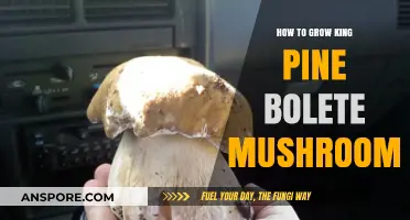 Mastering King Pine Bolete Cultivation: A Comprehensive Mushroom Growing Guide
