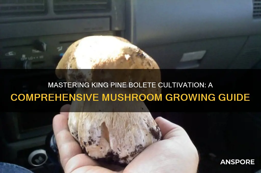 how to grow king pine bolete mushrooms