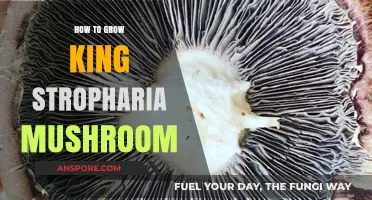 Mastering King Stropharia Mushroom Cultivation: A Step-by-Step Guide