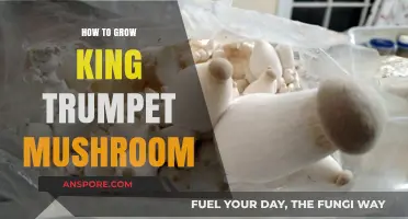 Mastering King Trumpet Mushroom Cultivation: A Comprehensive Growing Guide